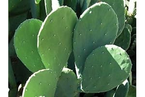 3 Pads Spineless Thornless Edible Nopales Prickly Pear Cactus Pads Opuntia Cacanapa Succulents Cutting Planting