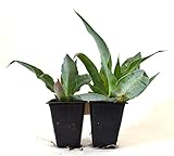 9GreenBox - Agave Vilmoriniana - Octopus Agave - 2 Pack