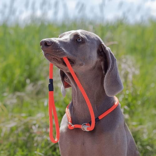 Moxonleine Melrose | Hochwertige und robuste Retrieverleine & Agilityleine | 2-in-1 Hundeleine | Halsband & Leine in einem mit Zugstopp | Länge: 130 cm x 8 mm (orange)