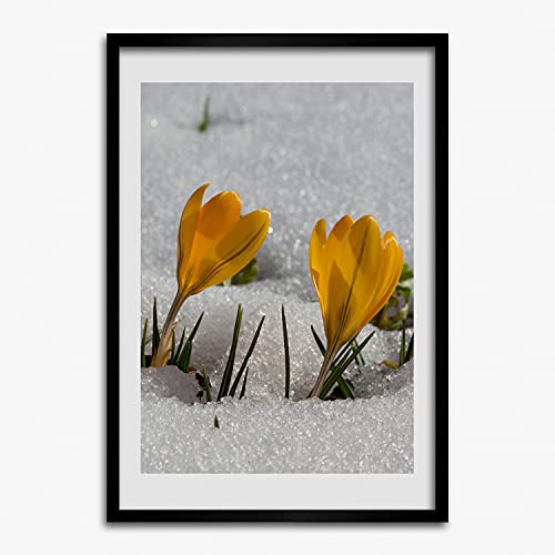 Cadre en bois 50x70 cm Tulup pour affiche de crocus jaunes contre les murs nus