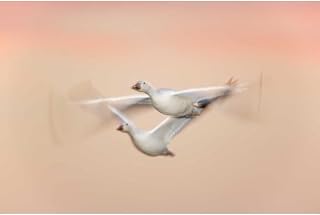 ArtDirect New Mexico Snow geese in flight at dusk Unframed Art Print Giclee Poster by Morris, Arthur - Ready for Framing with Customization Sizes 10x7, 14x9, 20x13, 36x24, 48x32, and 60x40 Inches