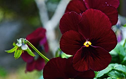 Viola Seeds Arkwright Ruby Viola Cornuta Pansies Red 40+ Seeds For Planting Long Flowering Plant #TOP1