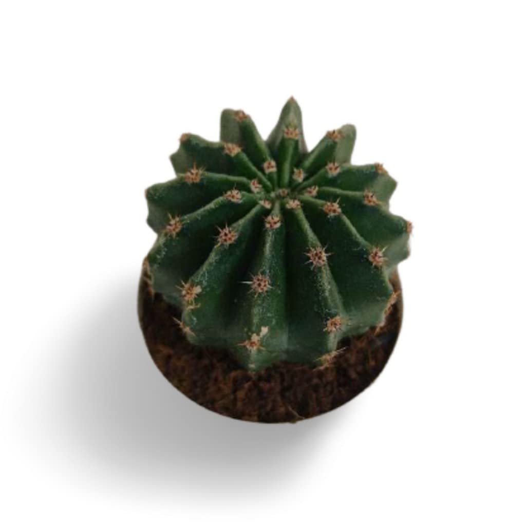 See full amazon price history chart for OhhSome Balcony Indoor Plant Natural Easter Lily Cactus Live Plants With Pot Hardy Compact|Rounded |Balcony|Bedroom|Balcony Garden (Healthy Plant) OhhSome Balcony Indoor Plant Natural Easter Lily Cactus Live Plants With Pot Hardy Compact|Rounded |Balcony|Bedroom|Balcony Garden (Healthy Plant) (B09L868SR2) Amazon Price History, Amazon Price Tracker