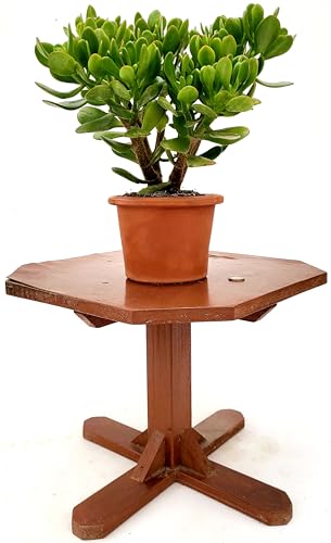 POWERS TO FLOWERS - CRASSULA OVATA, ALBERO DI GIADA, VASO COCCIO NATURALE, 14 CM DIAMETRO, pianta vera