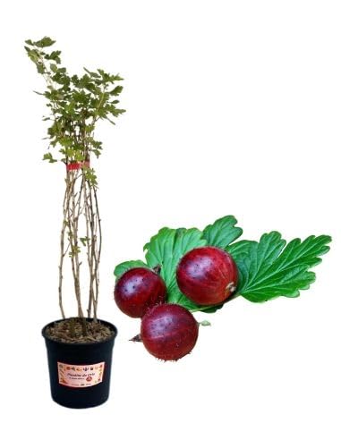 P. Piantine da Orto | Uva Spina Rossa, Vaso 5 L, Pianta Pronta per il Trapianto, Pianta Vera di Frutti di Bosco da Esterno, Vivaio Italiano