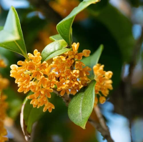 Chuxay Garden 5 Seeds Osmanthus Fragrans,Sweet Osmanthus,Sweet Olive,Tea Olive, Fragrant Olive Orange Small Tree Evergreen Shrub Grows In Garden And Pots #TOP1