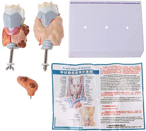 Modèle d'anatomie humaine de la thyroïde pour simplifier les cours médicaux complexes - 3
