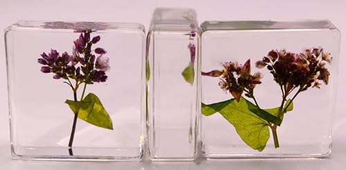 Image of 38mm Real Buckwheat Flower in Crystal Clear Lucite Resin Specimen Botanist Herb Herbarium Fagopyrum Esculentum Collection for Botany Science Education & Desk Ornament Display Small Paperweight