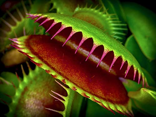 500+ Venus Flytrap Plant Seeds - Venus Fly Trap Seeds for Planting Indoor - Dionaea 'Dentate Traps'