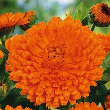 Golden Hills Farm Calendula Officinalis Fiesta Gitana Orange 100+ seeds