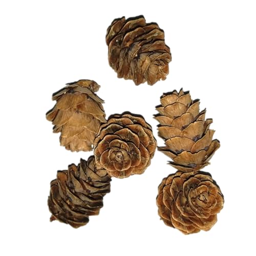 150pezzi Pz Piccole Pigne Decorative Naturale Per Decorazioni Festive e Fotografie Adatte Per Feste e Matrimonio
