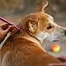 Quesuc Zeckenhaken | ohne Zerquetschungsgefahr | 3 Größen für alle Zecken | Anti Zeckenhebel Schutz Hund Katze Pferd Alternative Zecken Mittel Karte Pinzette Halsband Tablette Zange Entferner