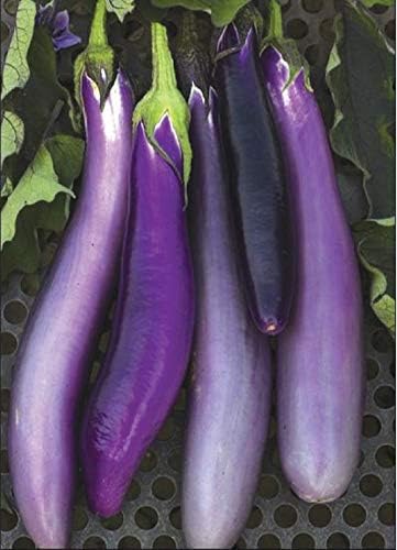 David's Garden Seeds Berenjena Ping Tung Long FBA-00068 (morado) 50 semillas de reliquia sin OMG