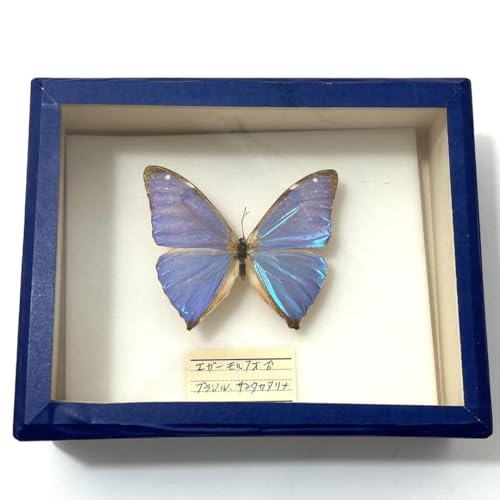 エガーモルフォ♀ブルーフォーム！標本！ エガーモルフォ♀ブルーフォーム！標本！