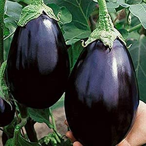 Plantogallery® Brinjal Green F1 Hybrid Seeds Small Pack (B09H497D7B) Amazon Price History, Amazon Price Tracker