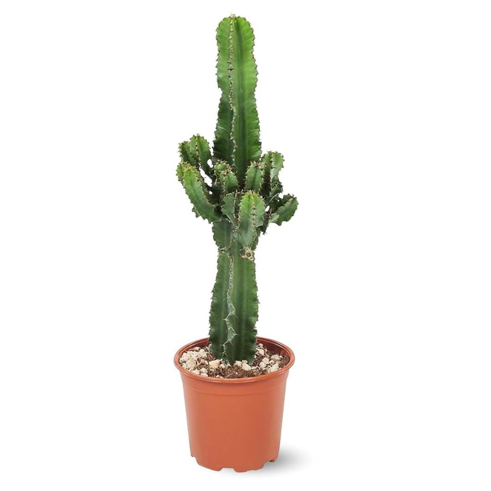 Attitude Jardin - Euphorb eritrea - kowboj kaktus - 90-100 cm - ◕ 19 cm - kaktus i sukulenty