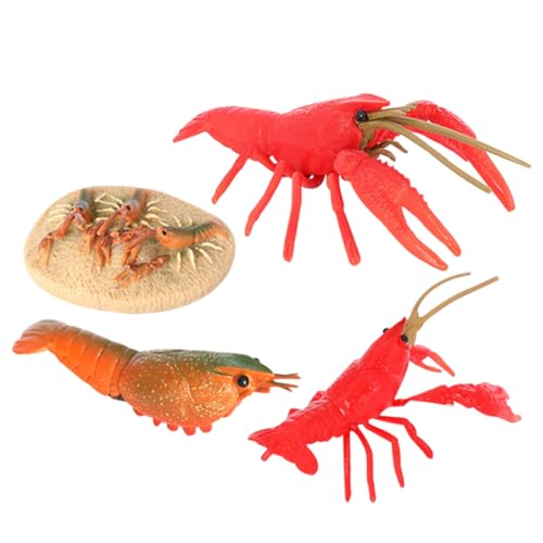 BCOATH Modelo de Ciclo de Vida de Cangrejo de Río Educativo Juguete de Plástico Seguro y Duradero Kit de Simulación Biológica para Aprendizaje Natural y Exploración Naturaleza