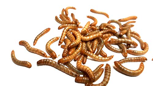 Generisch Mehlwürmer lebend 1 Kg