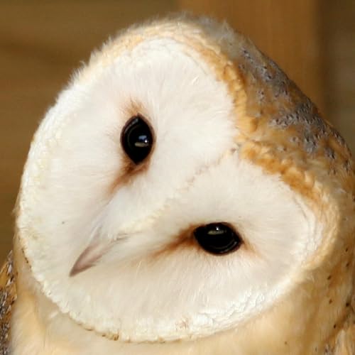 Causes of Happiness Podcast Por  arte de portada