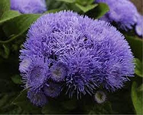 SRI SAI FORESTRY Jangli pudina Blue Ageratum mix color ornamental plant flower seeds for Home Garden terrace Apartments balcony Pack of 100 (B094ZTS5HD) Amazon Price History, Amazon Price Tracker