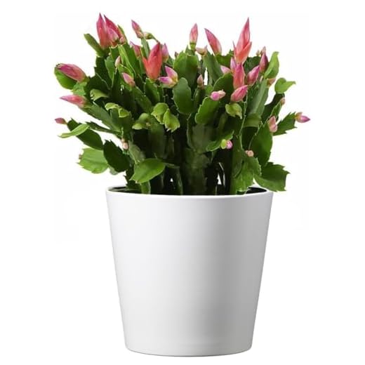 American Plant Exchange Live Christmas Cactus Plant, Indoor Plant with Colorful Flowers, Plant Pot for Home and Garden Decor, 6" Pot