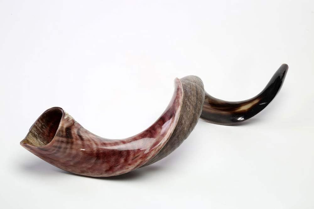 Yemenite Shofar Kosher polido de qualidade Israel feito natural, Multi