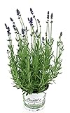 blumen stauden gelb  Lavendel im 12cm Topf, Lavendula Angustifolia winterhart