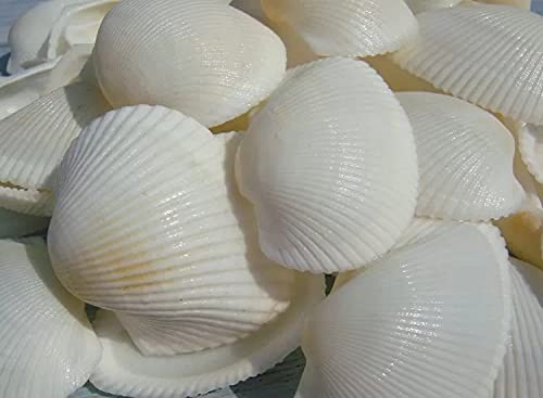 Scallop Shell Natural Seashell from Sea Beach for DIY Craft Decor (White1)