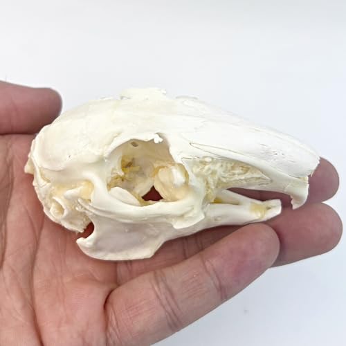 Image of Taxidermy Real Cottontail Rabbit Animals Skull Decor - Model Animals Bones Specimen,Taxidermy Supplies for Science Education,Collection (Rabbit)