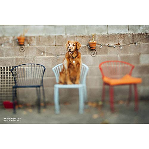 Lensbaby - Óptica Edge 50 - Efecto de Distancia Focal - Desenfoque Suave y Bokeh - Resalta los Detalles Esenciales - para Retratos y escenas cotidianas.