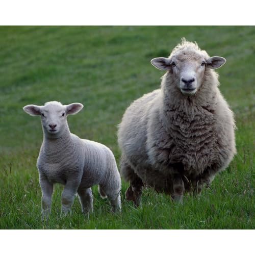 ADDBIBLE&reg; Zechariah 13 - Shepherds Podcast Por  arte de portada