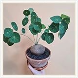 Pots Grow, Fast Grow, Stephania Bulk, Garden Planting, Birthday Stephania Ornament Mix, 1bulb-I