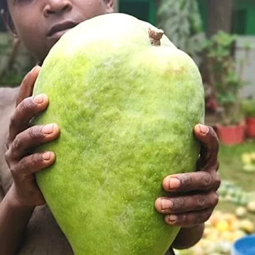 Image of Noorjahan Mango Plant Grafted Live Giant Fruit Tree 2-3 Feet