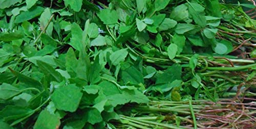 Image of Flare Seeds Bathua Saag Vegetable Seeds Pack Of 290 Seeds