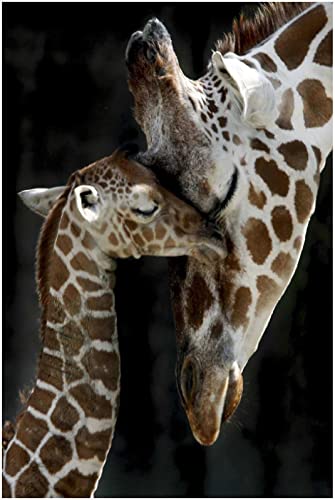 1500 Pièces Puzzle pour Adultes,Puzzle en Bois Classique,Amour Maternel Girafe Puzzle,Loisirs Adaptés Aux Adultes pour Réduire Le Stress