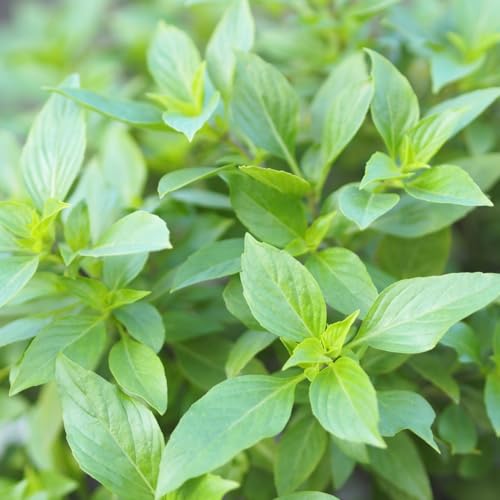 PREMIER SEEDS DIRECT - HERB Seeds - Basil Thai SIAM Queen - 1200 Finest Seeds