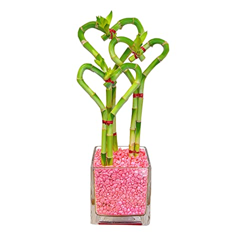 Athena's Garden Triple Heart Shape Lucky Bamboo Plants Live Indoor Bamboo Stalks with Glass vase in Pink Rocks (BA-HS081012SQ4PR)
