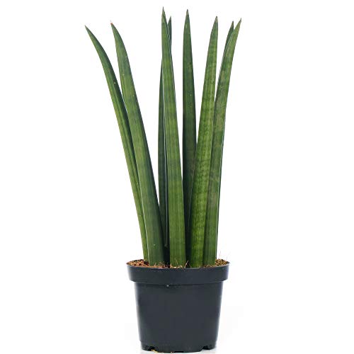 Sansevieria Cylindrica Spaghetti Plante d’intérieur pour la Maison ou le Bureau en Pot