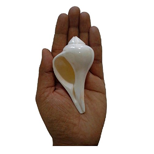 Indianstore4All Natural Right Hand Dakshinavarti Lakshmi Shankh Rare #TOP2