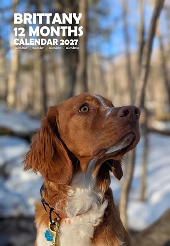 Calendario 2027 A3 de Spaniel Bretón para Decorar y Organizar el Salón o la Oficina