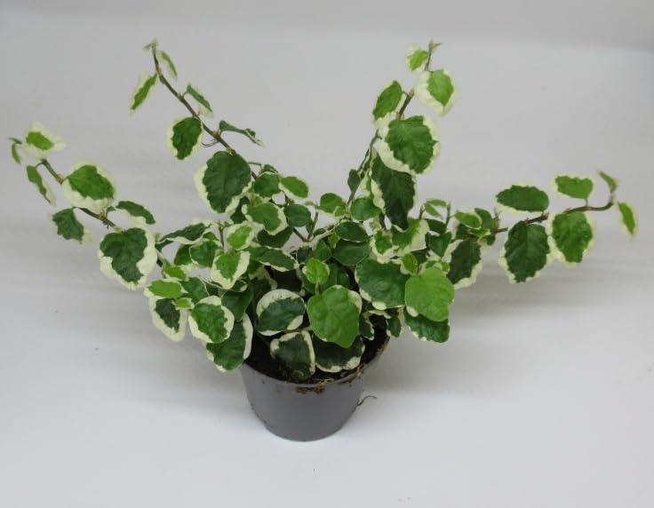 florari Ficus pumila 'Bellus' / Kletterfeige