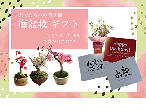 Amazon.co.jp: 香ウメ紅梅盆栽 梅盆栽 2月頃開花 : DIY・工具・ガーデン