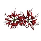 BQQB 卒業式 結婚式 髪飾り 成人式 七五三 ヒガンバナ 曼珠沙華 ディップアートフラワー 一本差しかんざし和装 浴衣 振袖用 美しい 彼岸花 かんざし (ヘアピン,レッド)