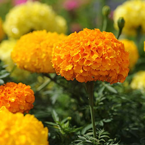 Meily 5000Pcs Marigold Seeds For Planting Non-Gmo Flower Seeds For Home Yard Garden Decor Wildflower Seeds #TOP4