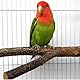 Natur Sitzstangen Set, 2 Stück Stehend Vogelkäfig Zubehör, Sitzstangen für Vogelkäfige, Sitzstangen für Wellensittiche, Vogel Zubehör für Käfig, für Wellensittich Kanarienvogel