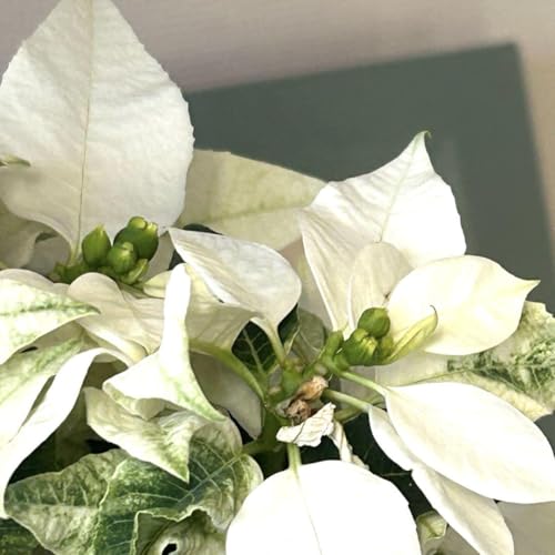 プリンセチア スノープリンセス 4号白鉢《11 25》のサムネイル