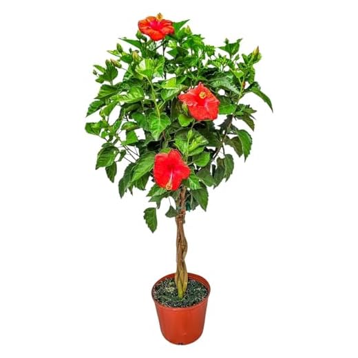 Live Braided Hibiscus Tree - Red