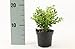 Buchsbaum Pflanzen im Topf (Buxus sempervirens Strauch 20–25 cm) – immergrün, winterhart, pflegeleicht, ideal für Hecken, Kübel & Gartenbepflanzung