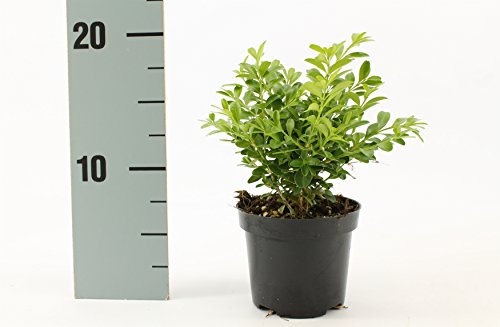 Buchsbaum Pflanzen im Topf (Buxus sempervirens Strauch 20–25 cm) – immergrün, winterhart, pflegeleicht, ideal für Hecken, Kübel & Gartenbepflanzung