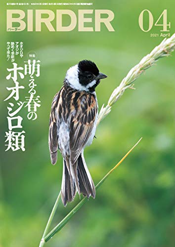 キンドル 無料電子書籍 BIRDER(バーダー)2021年4月号 萌える春のホオジロ類 バイ